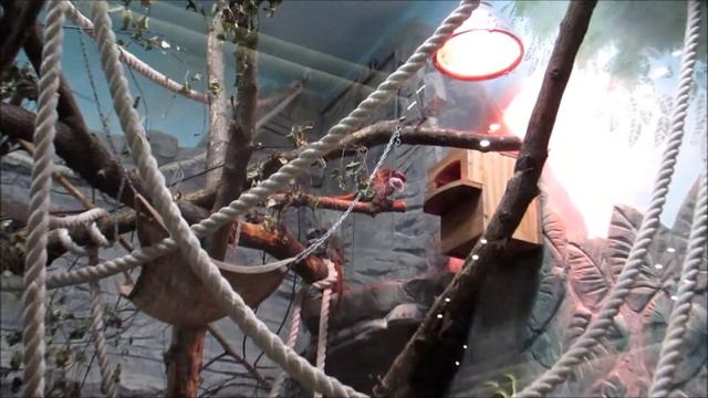 Императорские тамарины с малышами 20.09.18 смотреть онлайн