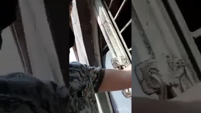 (Королевские доги) Հսկա թագավորական դոգեր смотреть онлайн