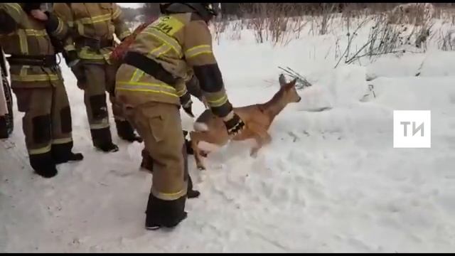 Спасатели освободили косулю, которая застряла задними ногами в заборе у школы в РТ смотреть онлайн