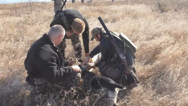 Щенок(Эпаньол бретон 8 месяцев, возраст) намертво вцепился в зайца. смотреть онлайн