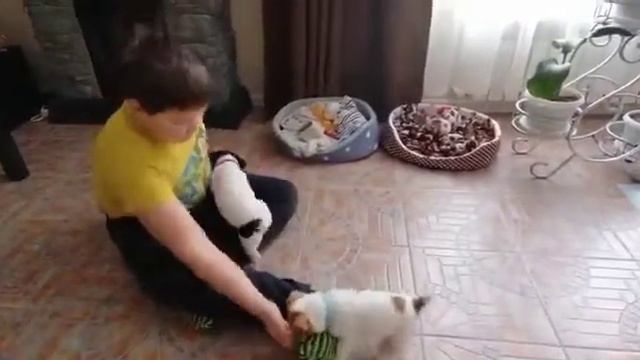 мои джек рассел терьеры смотреть онлайн