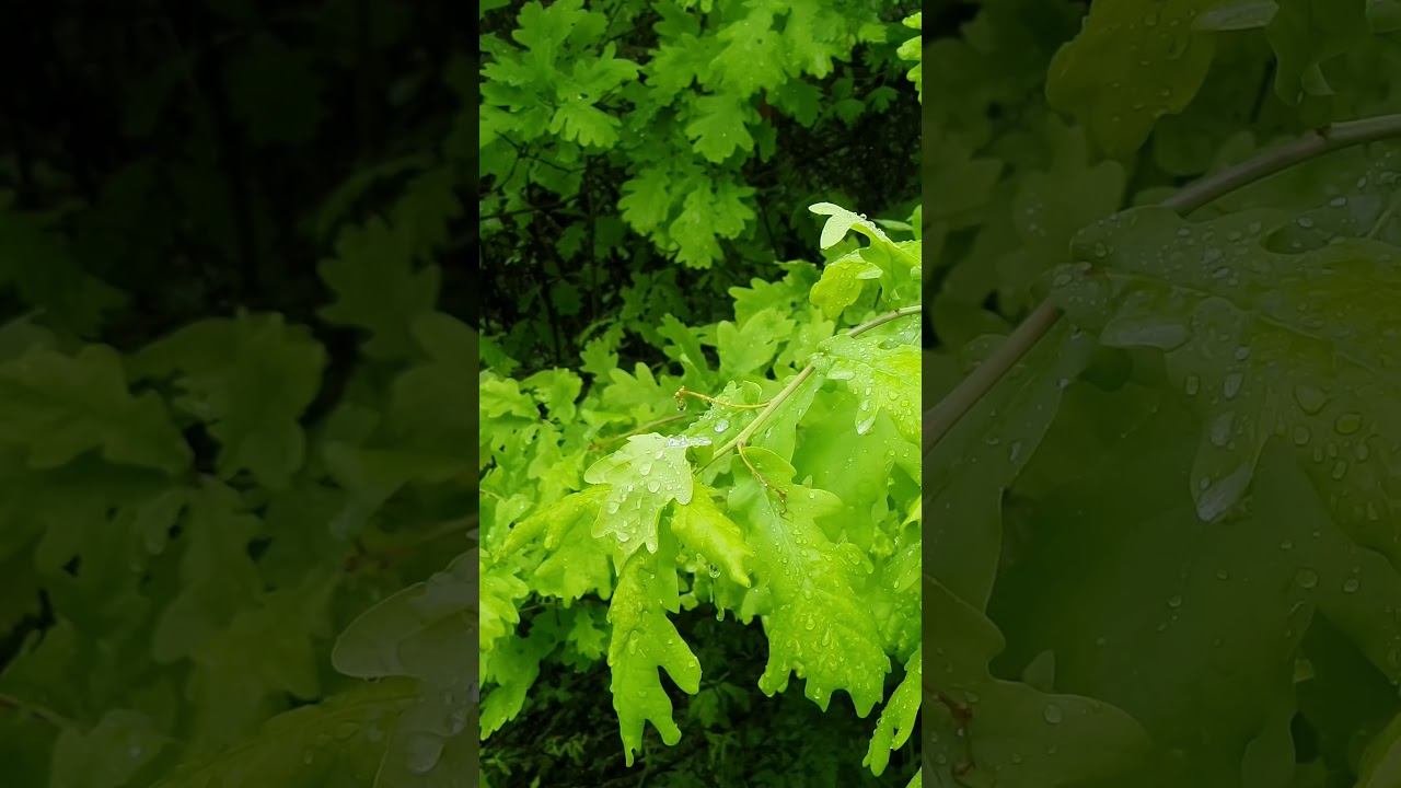 Spring Rain in Oak Grove смотреть онлайн