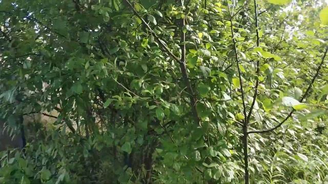 Восстановление подключения, авантюра с поиском кабеля. Заброшенный огромный дом. смотреть онлайн