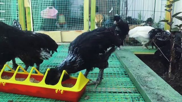 Павловские цыплята 1,5 месяца. смотреть онлайн