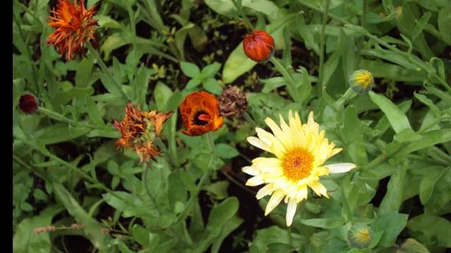 Природа Сибири - 2. смотреть онлайн