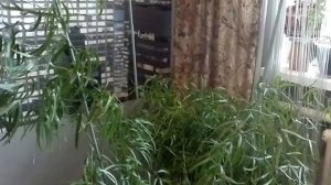 аспарагус серповидный