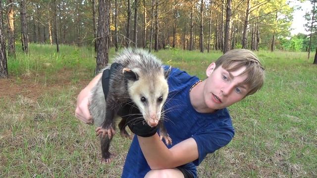 Opossum Rescue! смотреть онлайн