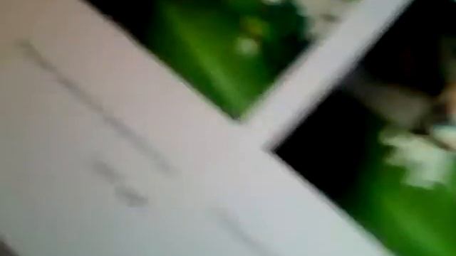 Как купить пэта