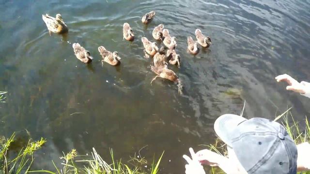 УТИНОЕ ОЗЕРО//Есть места в Беларуси... смотреть онлайн