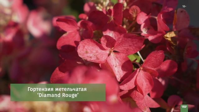 ТОП лучших сортов гортензии. Среднерослые сорта. смотреть онлайн