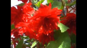 Бегония Иллюминейшн скарлет #бегония #цветы #цветок #flowers #begonia