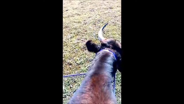 Logan The Jersey Steer || First ride out in the paddock 5-07-19 смотреть онлайн