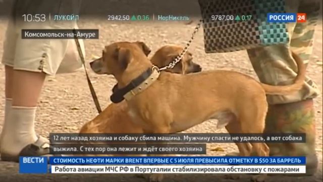 Невероятная история длиною в 12 лет! Русский Хатико