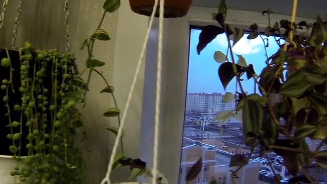 Цветы на окне. Цветы в интерьере. Обзор цветов. смотреть онлайн