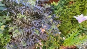 Скумпия в миксбордере