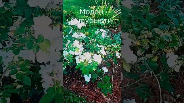 Цветение #канадок#???? Розы Моден Сноубьюти в июне в саду смотреть онлайн