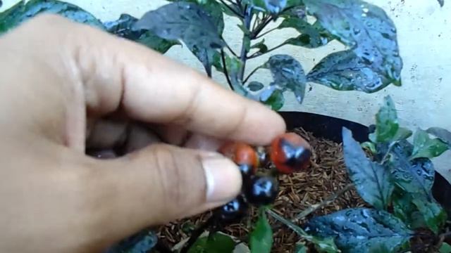 Cabe hias jenis black pearl смотреть онлайн