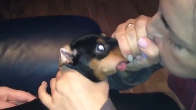 Fanny Animals: Как правильно надувать собаку смотреть онлайн