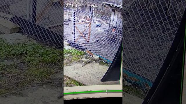 американская норка в курятнике смотреть онлайн