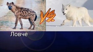 Пятнистая гиена VS Полярный волк