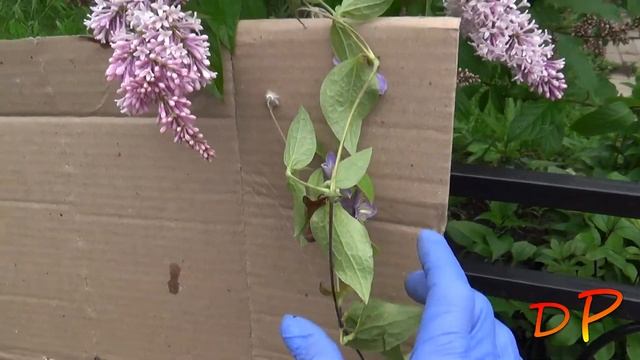 Посылка с клематисами из Любвитского питомника растений (2022 г.) смотреть онлайн