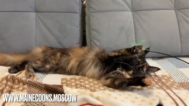 Кошка Мейн-кун Чёрная черепаховая (f) 9,5 месяцев