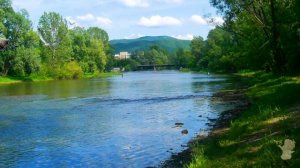 Там, где клён шумит