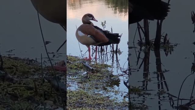 Утро на озере 19,12,2021 смотреть онлайн