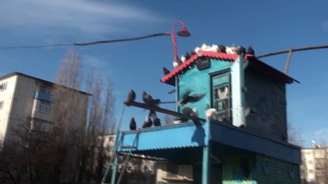 Отличный полет голубей Сатышева, Кременского, Андрея и Мисника смотреть онлайн