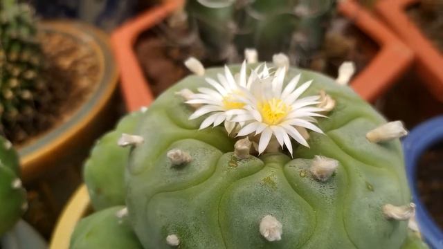 Lophophora Williamsii Cactus Flowers смотреть онлайн