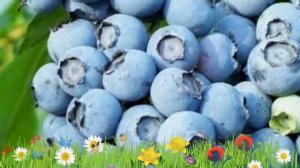 Голубика высокорослая Река ? Обзор: посадка и уход. крупномеры голубики Река: описание и особенност