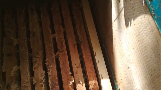 Обработка пчёл от клеща.