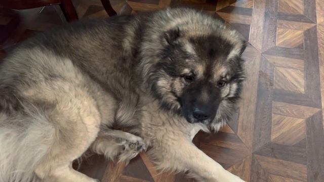 Всё идёт по плану или много лени не бывает #мир #Кузьма #кавказскаяовчарка смотреть онлайн