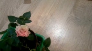 Как сохранить покупную розу зимой в горшке