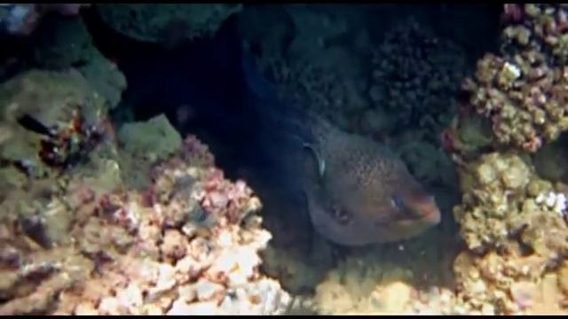 The Three Corners Equinox Beach Resort Обитатели рифа 1 смотреть онлайн