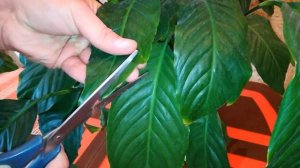 Спатифиллум(женское счастье). Обрезка листьев.Уход за растением/ Spathiphyllum