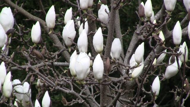 Magnolia Lennei Alba смотреть онлайн