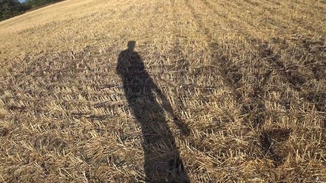 Всходы озимого рапса в засуху по No-Till. Состояние критическое, но надежду не теряем. смотреть онлайн