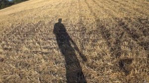 Всходы озимого рапса в засуху по No-Till. Состояние критическое, но  надежду не теряем.