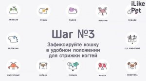 Как подстричь кошке когти в домашних условиях: видеоинструкция