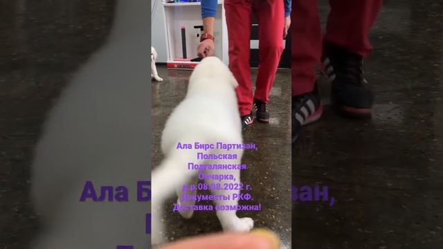В продаже щенки породы Польская Подгалянская Овчарка! Д.р. 08.08.2022 #podhale #puppies #щенки смотреть онлайн