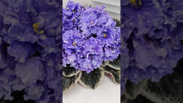 Фиалка ВаТ-Ливень смотреть онлайн