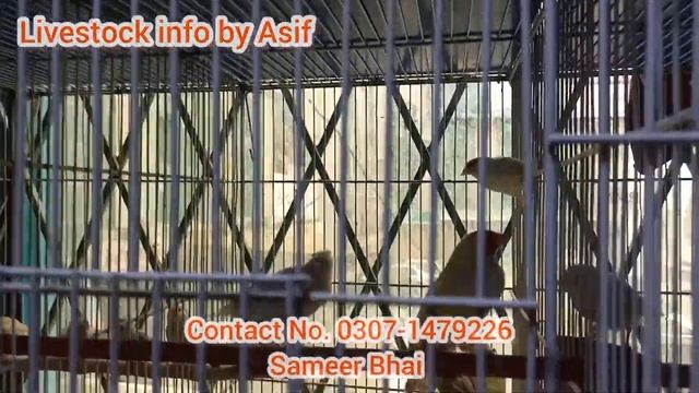 Visit Sameer's Birds Setup |Java Setup| Finches Setup | Bengalese Setup| #birdsmarket #birdsetup смотреть онлайн