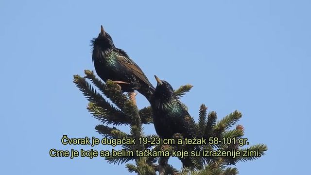 Čvorak (Sturnus vulgaris) смотреть онлайн