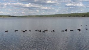 Охота на турпана в Якутии, сезон 2021.