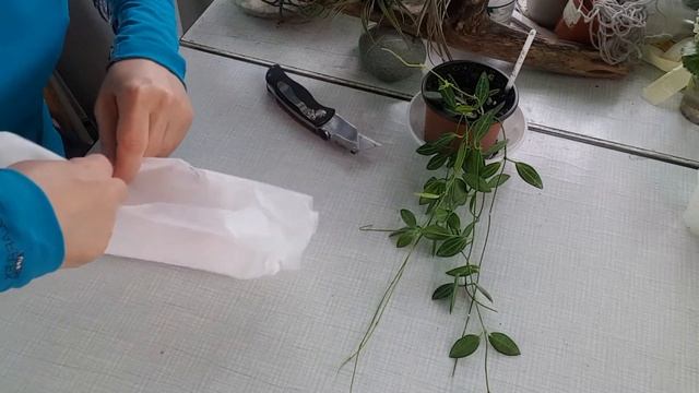 Дисхидия и хойя смотреть онлайн