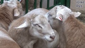 Катумская овца на ilikepet. Особенности породы, уход