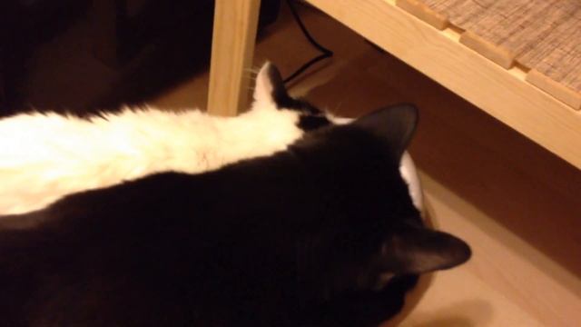 Лапахвост Feed-Ex Spring Автоматическая поилка фонтан для кошек и собак смотреть онлайн