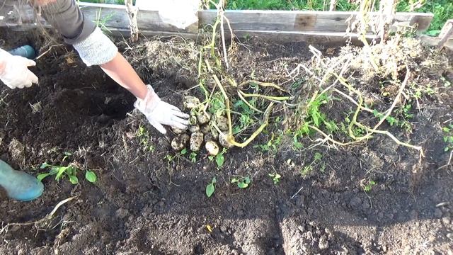 Вырастили свой сорт картофеля. Как бы его назвать? смотреть онлайн