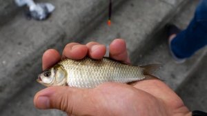 Ловля карася на мышиный хвост! Красивые кадры поклевок карася на поплавок